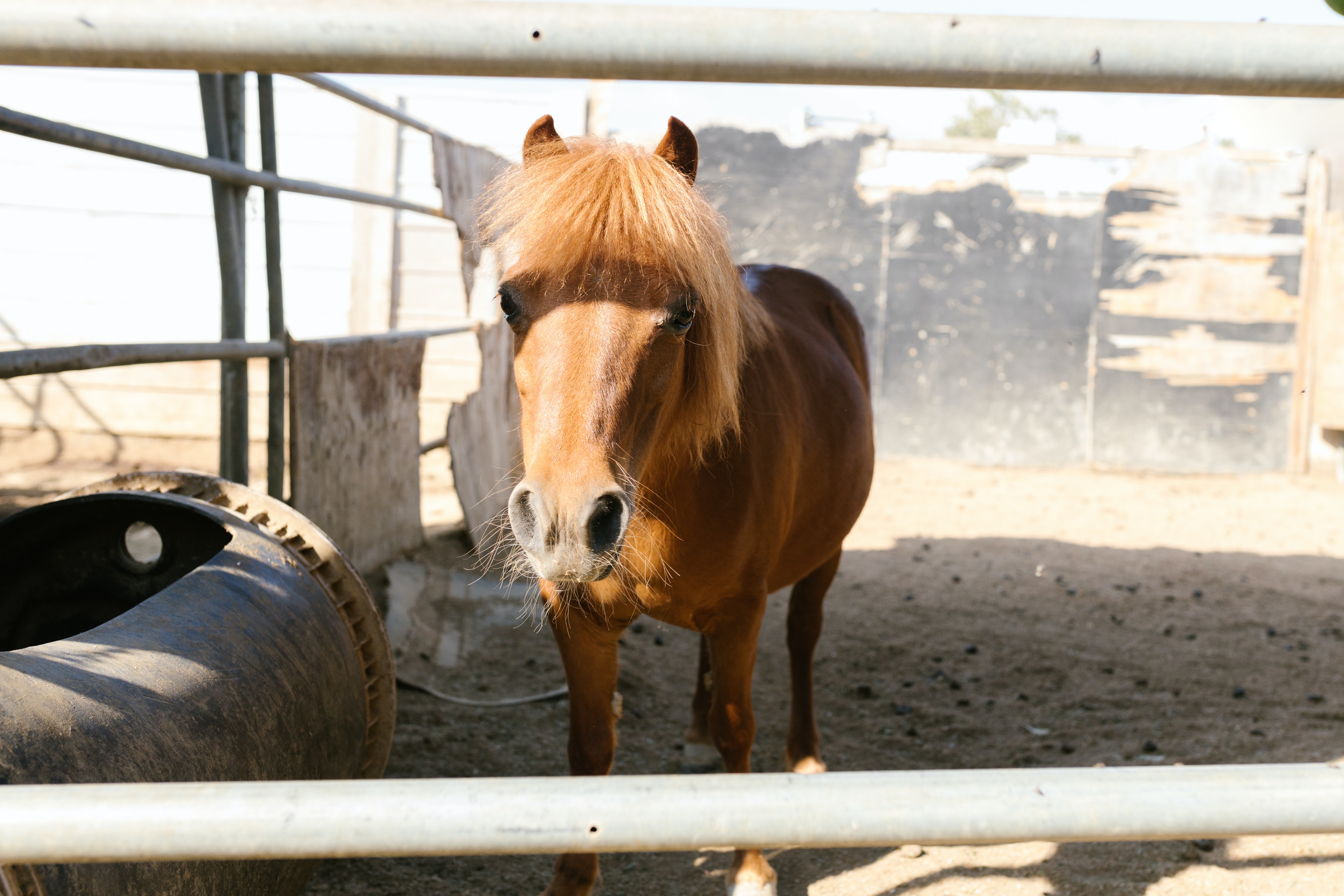 Køb tysk pony
